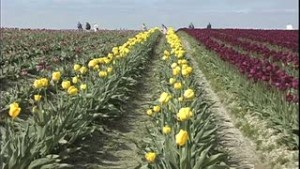 yellow-and-red-tulips